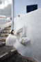 Greek Cats